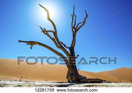 Stock Photo - Deadvlei pan and dunes, estimated 900 year old dead camel thorn trees (Acacia erioloba) in the dry clay pan are surrounded by the wold's largest sand dunes, Namib-Naukluft National Park, near Sossusvlei; Namibia. Fotosearch