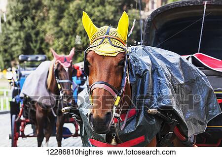 Decorated horses pulling carriages; Rome, Italy View Large Photo Image Stock Photograph - Decorated horses pulling carriages; Rome, Italy. Fotosearch