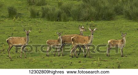 Deer standing in a green field; Latheronwheel, Scotland View Large Photo Image Stock Photograph - Deer standing in a green field; Latheronwheel, Scotland. Fotosearch