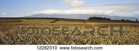 Dense field of pineapple plants before fruit has developed, Maui mountains in the background; Makawao, Maui, Hawaii, United States of America View Large Photo Image Stock Image - Dense field of pineapple plants before fruit has developed, Maui mountains in the background; Makawao, Maui, Hawaii, United States of America. Fotosearch