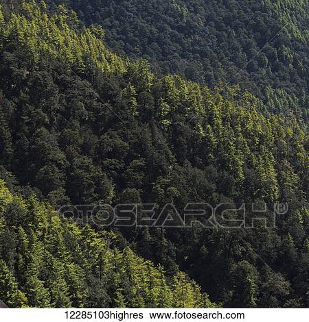 Dense forest on a mountainside, Taktsang trail; Paro, Bhutan View Large Photo Image Stock Photograph - Dense forest on a mountainside, Taktsang trail; Paro, Bhutan. Fotosearch