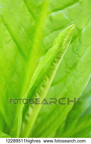 Detail of a young Skunk Cabbage leaf unfurling, Ketchikan, Southeast Alaska, USA, Spring View Large Photo Image Stock Photograph - Detail of a young Skunk Cabbage leaf unfurling, Ketchikan, Southeast Alaska, USA, Spring. Fotosearch