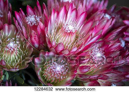 Detail of Doornkraal Protea flowering plant; Cullinan, Gautang, South Africa View Large Photo Image Stock Image - Detail of Doornkraal Protea flowering plant; Cullinan, Gautang, South Africa. Fotosearch