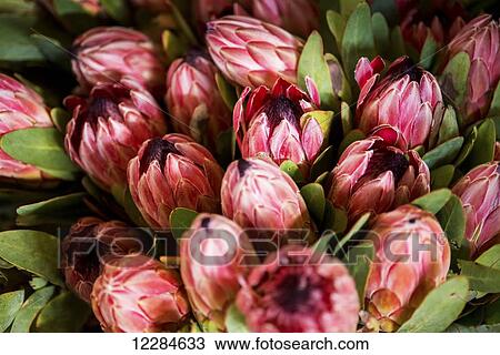 Stock Image - Detail of Doornkraal Protea flowering plant; Cullinan, Gautang, South Africa. Fotosearch