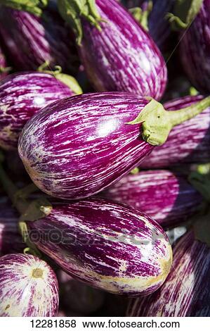 Stock Photo - Detail of eggplants (Solanum melongena); Maryland, United States of America. Fotosearch