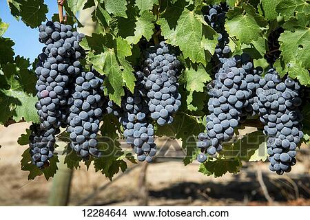 Picture - Detail of grapes growing in a vineyard; Stellenbosch, Gautang, South Africa. Fotosearch
