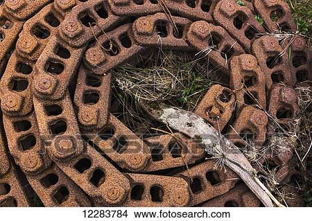 Detail of grass growing through old rusted chain, St. Paul Harbor, St. Paul Island, Southwestern Alaska, USA, Summer View Large Photo Image Picture - Detail of grass growing through old rusted chain, St. Paul Harbor, St. Paul Island, Southwestern Alaska, USA, Summer. Fotosearch