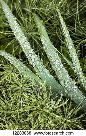 Stock Photo - Detail of green foliage and grass, Sand Point, Popof Island, Southwestern Alaska, USA, Summer. Fotosearch