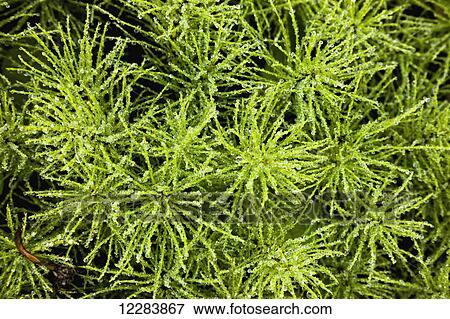 Detail of green foliage, Sand Point, Popof Island, Southwestern Alaska, USA, Summer View Large Photo Image Stock Photo - Detail of green foliage, Sand Point, Popof Island, Southwestern Alaska, USA, Summer. Fotosearch
