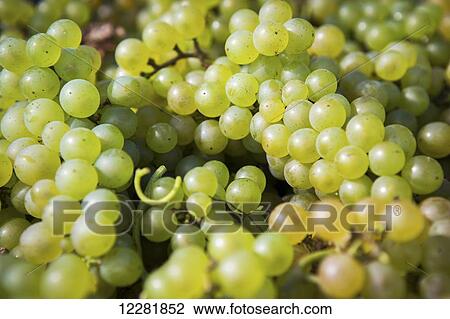 Stock Image - Detail of green wine grapes; Maryland, United States of America. Fotosearch