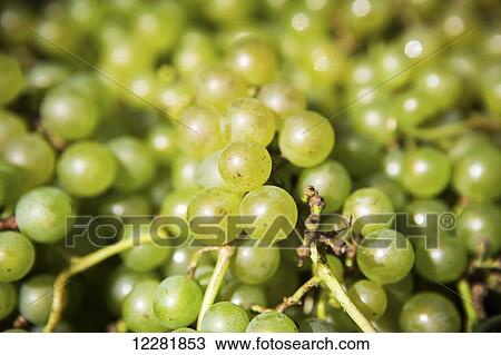 Detail of green wine grapes; Maryland, United States of America View Large Photo Image Stock Image - Detail of green wine grapes; Maryland, United States of America. Fotosearch