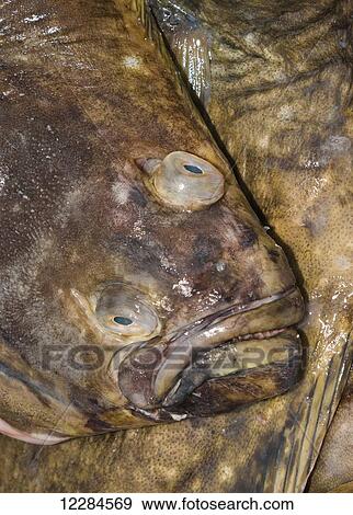 Stock Photo - Detail of halibut eyes and mouth, St. Paul Harbor, St. Paul Island, Southwestern Alaska; Alaska, United States of America. Fotosearch