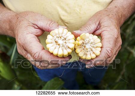 Stock Photography - Detail of man's hands holding corn (Maize); Knoxville, Pennsylvania, United States of America. Fotosearch