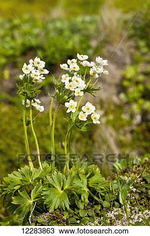 Detail of white wildflowers blooming on the tundra, Sand Point, Popof Island, Southwestern Alaska, USA, Summer View Large Photo Image Stock Image - Detail of white wildflowers blooming on the tundra, Sand Point, Popof Island, Southwestern Alaska, USA, Summer. Fotosearch