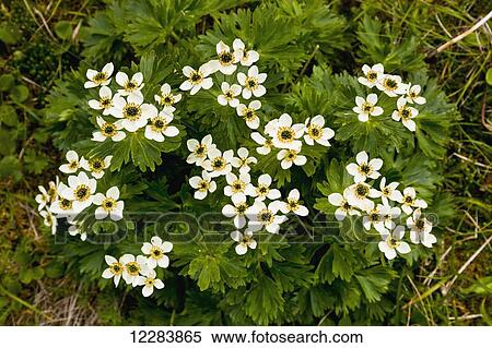 Detail of white wildflowers blooming on the tundra, Sand Point, Popof Island, Southwestern Alaska, USA, Summer View Large Photo Image Stock Photography - Detail of white wildflowers blooming on the tundra, Sand Point, Popof Island, Southwestern Alaska, USA, Summer. Fotosearch