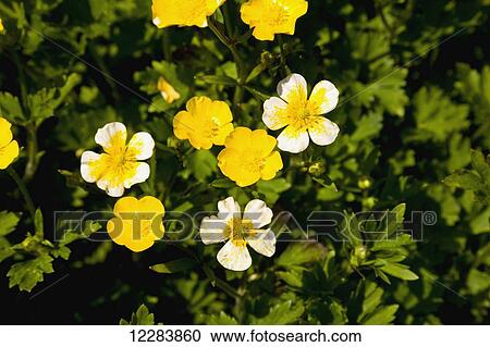 Detail of yellow wildflowers blooming on the tundra, Sand Point, Popof Island, Southwestern Alaska, USA, Summer View Large Photo Image Stock Image - Detail of yellow wildflowers blooming on the tundra, Sand Point, Popof Island, Southwestern Alaska, USA, Summer. Fotosearch