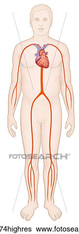 Diagram of a man with a normal arterial system and heart View Large Photo Image Stock Photograph - Diagram of a man with a normal arterial system and heart. Fotosearch