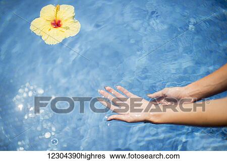 Stock Photograph - Dipping hands in the water with a floating flower; Island of Hawaii, Hawaii, United States of America. Fotosearch