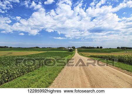 Dirt county road through soybean and corn crops; Richmond, Minnesota, United States of America View Large Photo Image Stock Photograph - Dirt county road through soybean and corn crops; Richmond, Minnesota, United States of America. Fotosearch