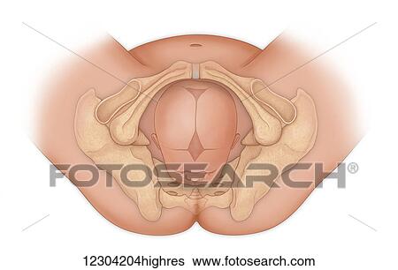 Doctor's view of a baby in occipital anterior position ready for delivery View Large Photo Image Stock Photograph - Doctor's view of a baby in occipital anterior position ready for delivery. Fotosearch