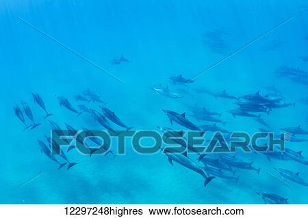 Stock Photograph - Dolphins Swimming in the Ocean, Amazing Underwater View. Fotosearch