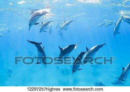 Dolphins Swimming in the Ocean, Amazing Underwater View View Large Photo Image Stock Photograph - Dolphins Swimming in the Ocean, Amazing Underwater View. Fotosearch