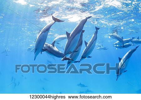 Stock Photograph - Dolphins Swimming in the Ocean, Amazing Underwater View. Fotosearch
