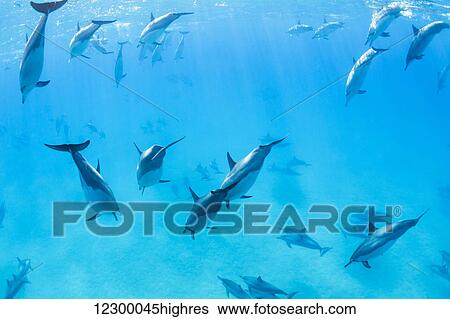 Stock Photograph - Dolphins Swimming in the Ocean, Amazing Underwater View. Fotosearch