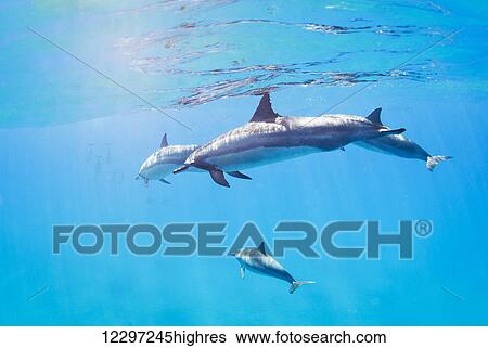 dolphins swimming underwater, tropical ocean View Large Photo Image Stock Photograph - dolphins swimming underwater, tropical ocean. Fotosearch