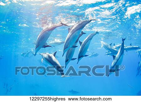 dolphins swimming underwater, tropical ocean View Large Photo Image Stock Photograph - dolphins swimming underwater, tropical ocean. Fotosearch