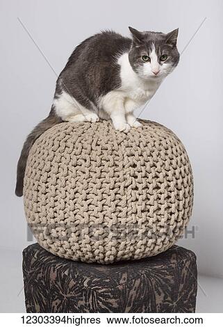 Domestic short-haired cat on a knitted ball in a studio on a white background; Edmonton, Alberta, Canada View Large Photo Image Stock Photograph - Domestic short-haired cat on a knitted ball in a studio on a white background; Edmonton, Alberta, Canada. Fotosearch