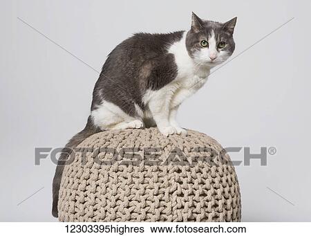 Domestic short-haired cat on a knitted ball in a studio on a white background; Edmonton, Alberta, Canada View Large Photo Image Stock Photograph - Domestic short-haired cat on a knitted ball in a studio on a white background; Edmonton, Alberta, Canada. Fotosearch