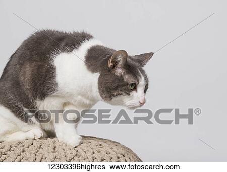 Stock Photograph - Domestic short-haired cat on a knitted ball in a studio on a white background; Edmonton, Alberta, Canada. Fotosearch