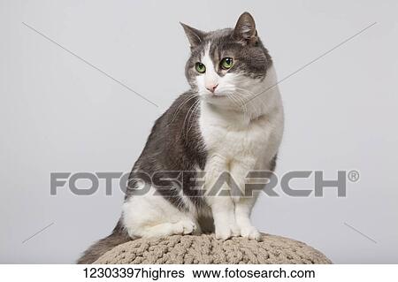 Stock Photograph - Domestic short-haired cat on a knitted ball in a studio on a white background; Edmonton, Alberta, Canada. Fotosearch