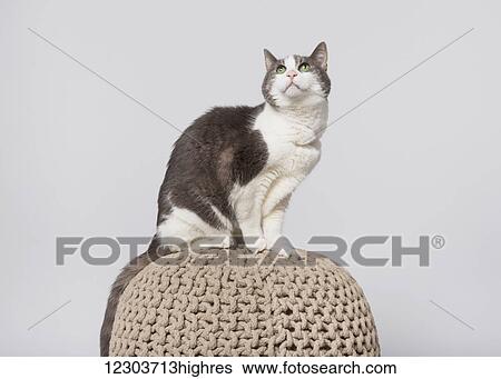 Stock Photograph - Domestic short-haired cat on a knitted ball in a studio taking on a white background; Edmonton, Alberta, Canada. Fotosearch