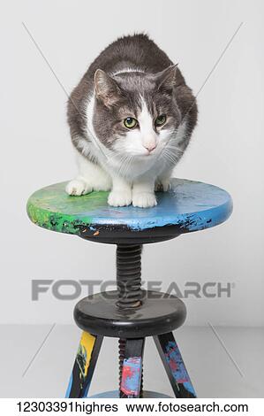 Stock Photograph - Domestic short-haired cat on a stool in a studio on a white background; Edmonton, Alberta, Canada. Fotosearch