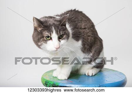 Domestic short-haired cat on a stool in a studio on a white background; Edmonton, Alberta, Canada View Large Photo Image Stock Photograph - Domestic short-haired cat on a stool in a studio on a white background; Edmonton, Alberta, Canada. Fotosearch