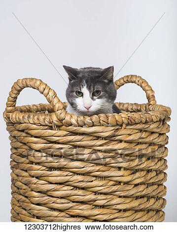 Domestic short-haired cat peaking out of a wicker basket; Edmonton, Alberta, Canada View Large Photo Image Stock Photograph - Domestic short-haired cat peaking out of a wicker basket; Edmonton, Alberta, Canada. Fotosearch