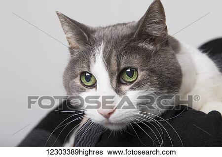 Stock Photograph - Domestic short-haired cat perched on its owner's shoulder, taken in a studio on a white background; Edmonton, Alberta, Canada. Fotosearch