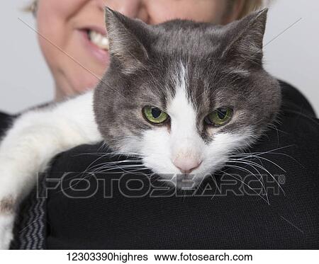 Stock Photograph - Domestic short-haired cat perched on its owner's shoulder, taken in a studio on a white background; Edmonton, Alberta, Canada. Fotosearch