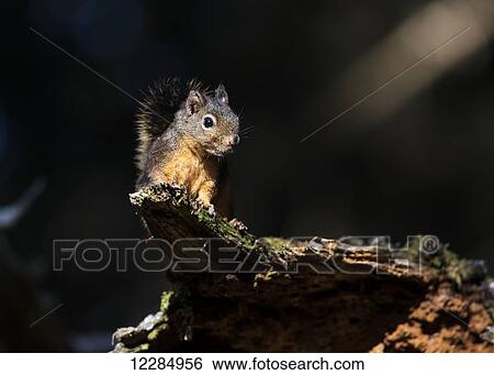 Douglas Squirrel (Tamiasciurus douglasii) looks down from a log; Ilwaco, Washington, United States of America View Large Photo Image Stock Photograph - Douglas Squirrel (Tamiasciurus douglasii) looks down from a log; Ilwaco, Washington, United States of America. Fotosearch