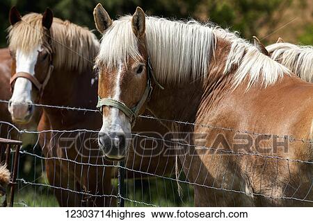 Draft horses standing by fence with heads turned and looking at camera; Kentucky, United States of America View Large Photo Image Stock Photograph - Draft horses standing by fence with heads turned and looking at camera; Kentucky, United States of America. Fotosearch