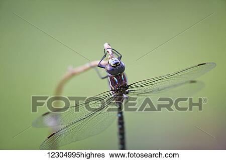 Stock Photograph - Dragonfly hanging backward on a twig, Palmer, Southcentral Alaska, summer. Fotosearch