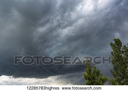 Dramatic dark storm clouds with tree tops blowing in the wind; Calgary, Alberta, Canada View Large Photo Image Stock Photograph - Dramatic dark storm clouds with tree tops blowing in the wind; Calgary, Alberta, Canada. Fotosearch