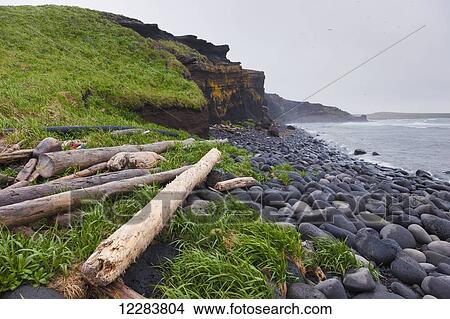 Driftwood and grass along a volcanic rock beach with dark rocky cliffs in the background, St. Paul Island, Southwestern Alaska, USA, Summer View Large Photo Image Picture - Driftwood and grass along a volcanic rock beach with dark rocky cliffs in the background, St. Paul Island, Southwestern Alaska, USA, Summer . Fotosearch