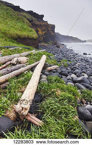 Driftwood and grass along a volcanic rock beach with dark rocky cliffs in the background, St. Paul Island, Southwestern Alaska, USA, Summer View Large Photo Image Stock Image - Driftwood and grass along a volcanic rock beach with dark rocky cliffs in the background, St. Paul Island, Southwestern Alaska, USA, Summer . Fotosearch