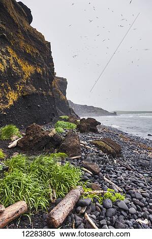 Driftwood and grass along a volcanic rock beach with dark rocky cliffs in the background, St. Paul Island, Southwestern Alaska, USA, Summer View Large Photo Image Stock Photography - Driftwood and grass along a volcanic rock beach with dark rocky cliffs in the background, St. Paul Island, Southwestern Alaska, USA, Summer . Fotosearch