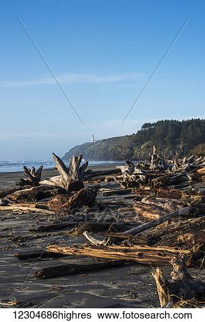 Driftwood collects on Benson Beach on the Washington Coast; Ilwaco, Washington, United States of America View Large Photo Image Stock Photograph - Driftwood collects on Benson Beach on the Washington Coast; Ilwaco, Washington, United States of America. Fotosearch