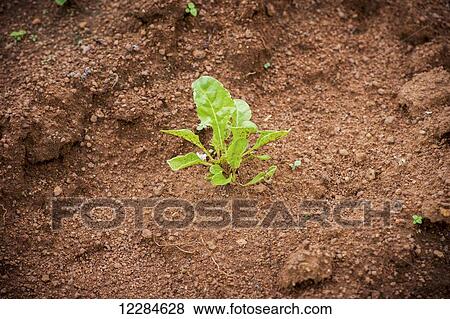 Early sprouting plant on a farm; Hammanskraal, Gautang, South Africa View Large Photo Image Stock Photo - Early sprouting plant on a farm; Hammanskraal, Gautang, South Africa. Fotosearch