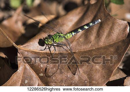 Eastern Pondhawk dragonfly (Erythemis simplicicollis) casts a shadow on a leaf; Vian, Oklahoma, United States of America View Large Photo Image Stock Photograph - Eastern Pondhawk dragonfly (Erythemis simplicicollis) casts a shadow on a leaf; Vian, Oklahoma, United States of America. Fotosearch